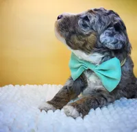 Barnacle Bob , a male Miniature Bernedoodle for sale in Redlands, CA – 8 of 10
