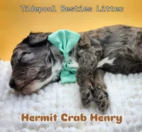 Hermit Crab Henry ( blue eye), a male Miniature Bernedoodle for sale in Redlands, CA – 10 of 10