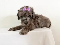 J. Austen, a female Miniature Bernedoodle for sale in Redlands, CA – 5 of 10
