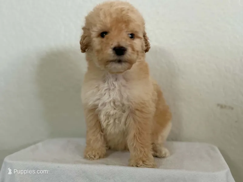 Tennyson  – Miniature Bernedoodle puppy for sale in Redlands, CA