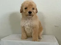 Tennyson , a male Miniature Bernedoodle for sale in Redlands, CA – 1 of 10