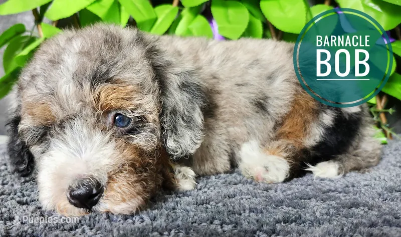 Barnacle Bob  – Miniature Bernedoodle puppy for sale in Redlands, CA