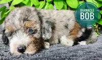 Barnacle Bob , a male Miniature Bernedoodle for sale in Redlands, CA – 1 of 10