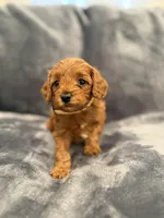 Biscuit , a male Cavapoo and Goldendoodle for sale in Emmett, ID – Photo 3 of 3