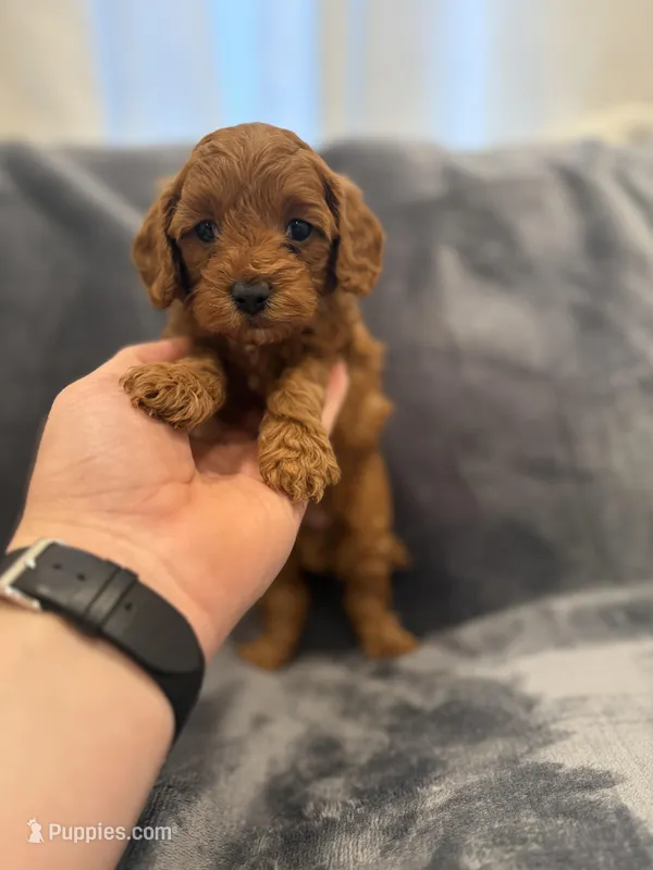 Biscuit  – Cavapoo, Goldendoodle puppy for sale in Emmett, ID