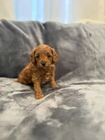 Biscuit , a male Cavapoo and Goldendoodle for sale in Emmett, ID – Photo 2 of 3