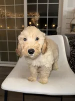 Rocky, a male Goldendoodle and Miniature Goldendoodle for sale in Emmett, ID – Photo 3 of 4