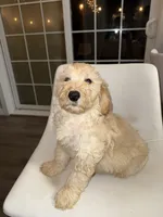 Rocky, a male Goldendoodle and Miniature Goldendoodle for sale in Emmett, ID – Photo 4 of 4