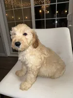 Rocky, a male Goldendoodle and Miniature Goldendoodle for sale in Emmett, ID – Photo 1 of 4