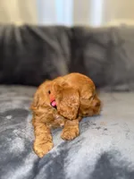 Penny , a female Cavapoo and Goldendoodle for sale in Emmett, ID – Photo 2 of 4