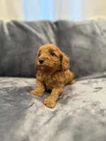 Penny , a female Cavapoo and Goldendoodle for sale in Emmett, ID – Photo 4 of 4