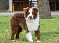 Doc, a male Australian Shepherd for sale in Decatur, TX – Photo 2 of 6