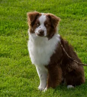 Doc, a male Australian Shepherd for sale in Decatur, TX – Photo 5 of 6