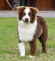 Doc, a male Australian Shepherd for sale in Decatur, TX – Photo 1 of 6