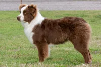 Doc, a male Australian Shepherd for sale in Decatur, TX – Photo 4 of 6