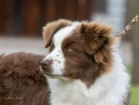 Doc, a male Australian Shepherd for sale in Decatur, TX – Photo 3 of 6