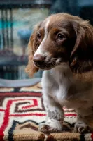 Lucy, a female Miniature Dachshund for sale in Decatur, TX – Photo 1 of 3
