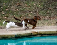 Lucy, a female Miniature Dachshund for sale in Decatur, TX – Photo 3 of 3