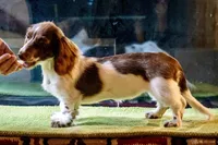 Lucy, a female Miniature Dachshund for sale in Decatur, TX – Photo 2 of 2