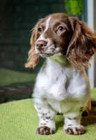 Lucy, a female Miniature Dachshund for sale in Decatur, TX – Photo 1 of 2