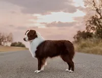 Doc, a male Australian Shepherd for sale in Decatur, TX – Photo 2 of 4