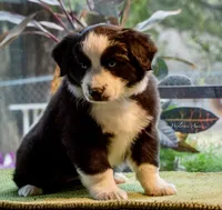 Doc, a male Australian Shepherd for sale in Decatur, TX – Photo 4 of 4