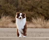 Doc, a male Australian Shepherd for sale in Decatur, TX – Photo 1 of 4