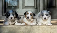 Doc, a male Australian Shepherd for sale in Decatur, TX – Photo 3 of 4