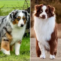 Joy, a female Australian Shepherd for sale in Decatur, TX – Photo 3 of 3