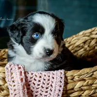 Joy, a female Australian Shepherd for sale in Decatur, TX – Photo 2 of 3
