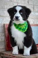 Joy, a female Australian Shepherd for sale in Decatur, TX – Photo 1 of 3