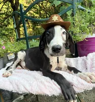 Domino , a male Great Dane for sale in Gordonsville, VA – 3 of 3