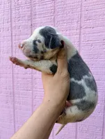 Toaster Strudel , a female Great Dane for sale in Gordonsville, VA – 2 of 2