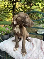 Dakota, a female Great Dane for sale in Gordonsville, VA – 2 of 2