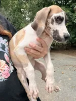 Doug , a male Great Dane for sale in Gordonsville, VA – 2 of 3