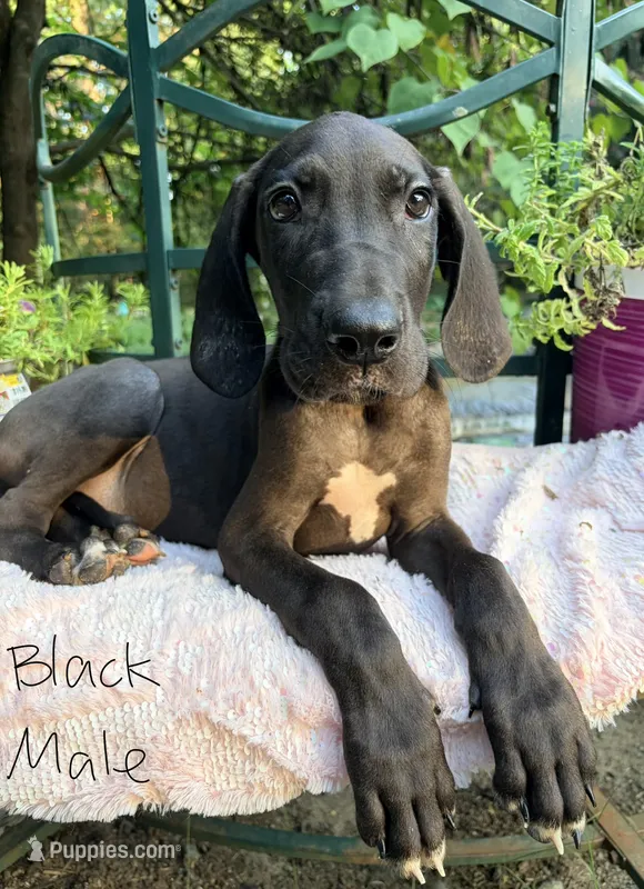 Dude – Great Dane puppy for sale in Gordonsville, VA