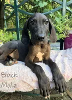 Dude, a male Great Dane for sale in Gordonsville, VA – 1 of 2