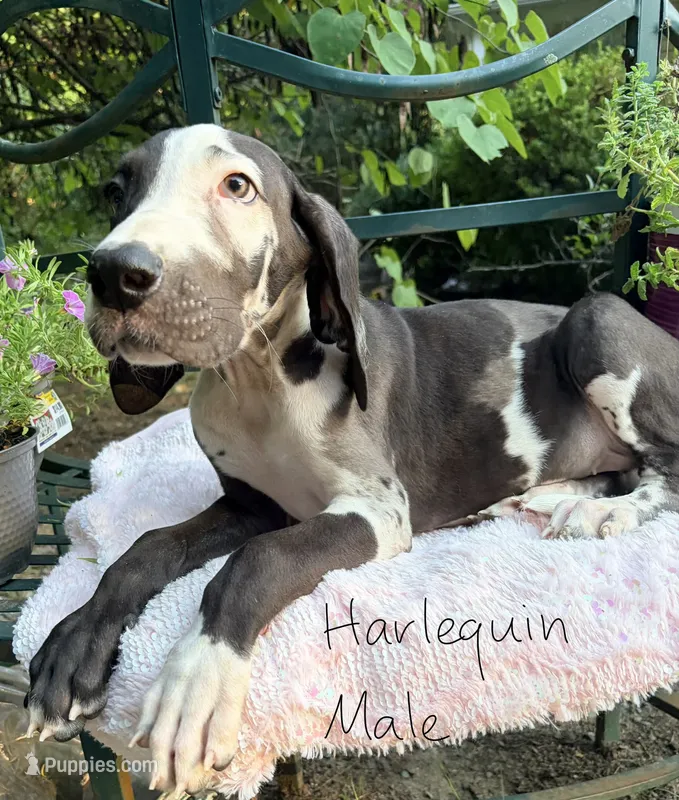 Domino  – Great Dane puppy for sale in Gordonsville, VA