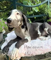 Domino , a male Great Dane for sale in Gordonsville, VA – 1 of 3