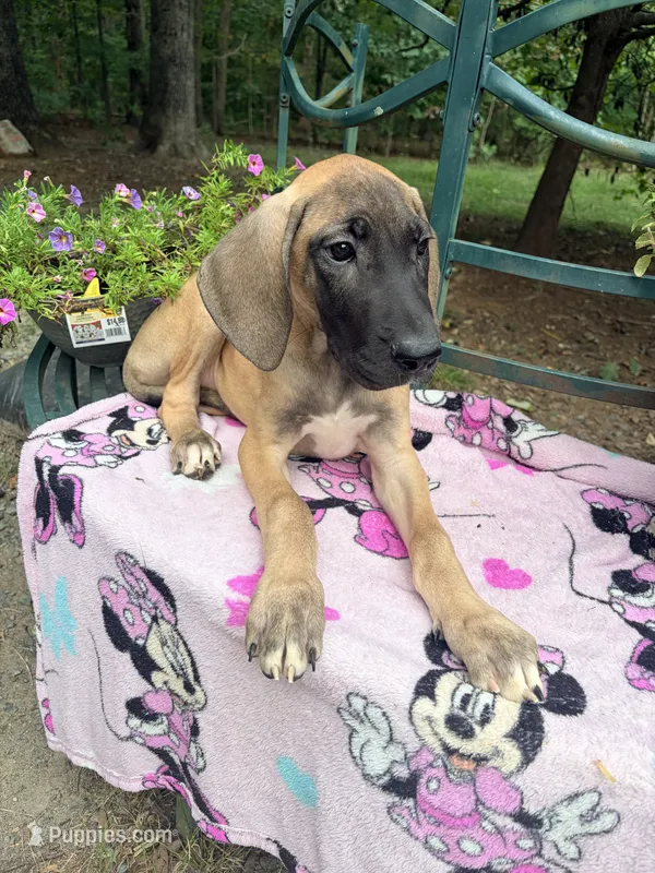 Daisy – Great Dane puppy for sale in Gordonsville, VA