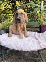Atlas , a male Great Dane for sale in Gordonsville, VA – 5 of 5