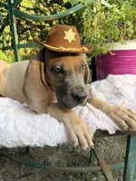 Atlas , a male Great Dane for sale in Gordonsville, VA – 2 of 5
