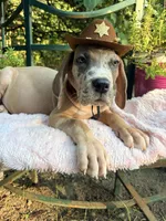 Arlo, a male Great Dane for sale in Gordonsville, VA – 4 of 4