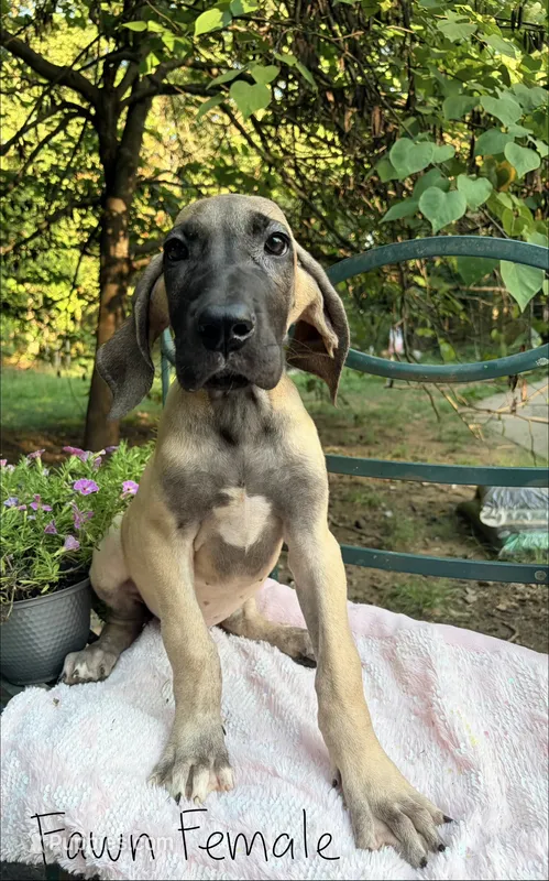Destiny  – Great Dane puppy for sale in Gordonsville, VA