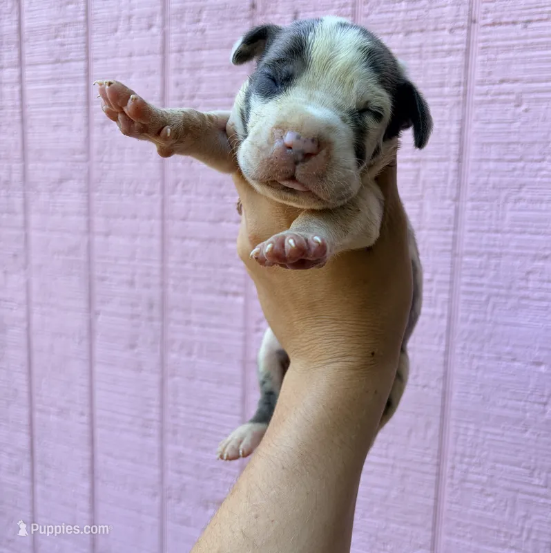 Toaster Strudel  – Great Dane puppy for sale in Gordonsville, VA