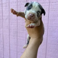 Toaster Strudel , a female Great Dane for sale in Gordonsville, VA – 1 of 2