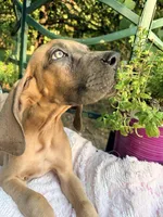 Atlas , a male Great Dane for sale in Gordonsville, VA – 3 of 5