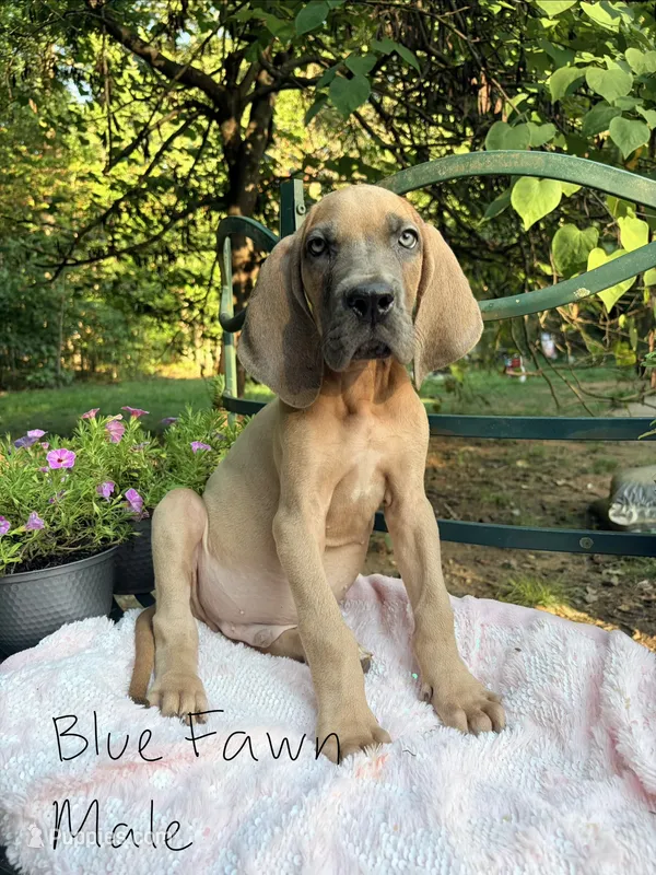 Atlas  – Great Dane puppy for sale in Gordonsville, VA