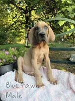 Atlas , a male Great Dane for sale in Gordonsville, VA – 1 of 5
