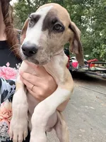 Doug , a male Great Dane for sale in Gordonsville, VA – 3 of 3
